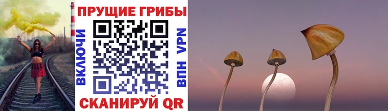 omg вход  сколько стоит  Нефтегорск  Псилоцибиновые грибы мицелий 
